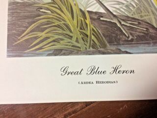 Great Blue Heron print by John James Audubon 2