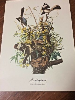 Mockingbird Print By John James Audubon