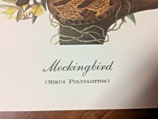 Mockingbird print by John James Audubon 2