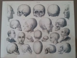 Old Vintage Anatomy Medical Print,  Skulls,  Head,  Cranial,  1850s,  Germany