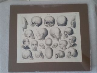 Old Vintage Anatomy Medical Print,  Skulls,  Head,  Cranial,  1850s,  Germany 2