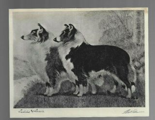 Vintage Dog Print Signed By Bert Cobb 1950s Laddis And Lassie