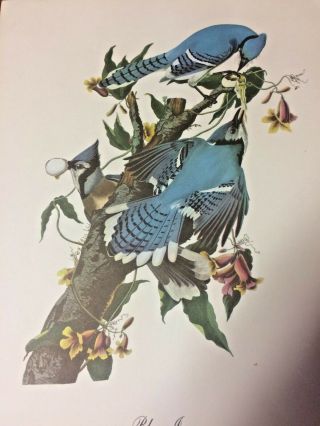 Blue Jay Print By John James Audubon