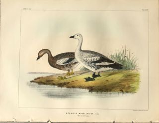 Bird Print Vintage Goose,  Magellan Geese,  Us Naval Expedition,  1850