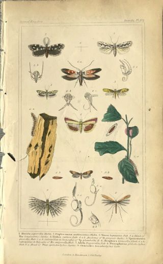 Insect Print Antique H/c,  Animal Kingdom,  Georges Cuvier,  1834,  Insecta,  Beetles