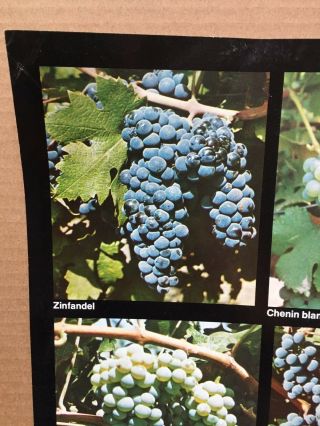 Vintage 1970 ' s Acuity Productions ' Wine Grape Varieties ' Poster Alcohol 2