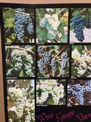 Vintage 1970 ' s Acuity Productions ' Wine Grape Varieties ' Poster Alcohol 3