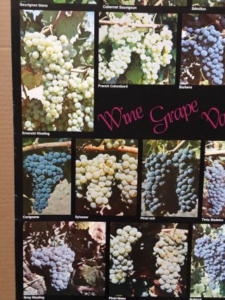 Vintage 1970 ' s Acuity Productions ' Wine Grape Varieties ' Poster Alcohol 4