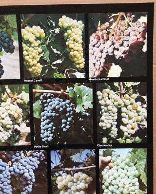 Vintage 1970 ' s Acuity Productions ' Wine Grape Varieties ' Poster Alcohol 5