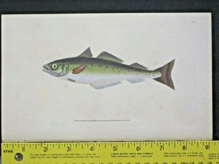 Coalfish,  Gadus Carbonarius,  Masterfully Handc.  Fish,  Donovan 
