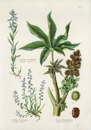 C1900 Medicinal Plants Ricinus Castor Oil Plants Antique Lithograph Print Losch