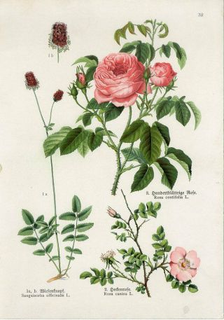 C1900 Medicinal Plants Dog - Rose Cabbage - Rose Antique Lithograph Print Fr.  Losch