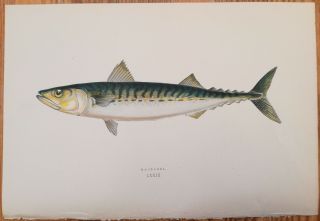 J.  Couch Print Natural History Fish Mackerel - 1862