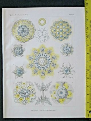 Ernst Haeckel,  Radiolaria,  Polycyttaria,  Art Forms In Nature,  Ca.  1924