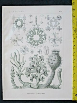 Ernst Haeckel,  Sponges,  Hexactinellae,  Art Forms In Nature,  Ca.  1924