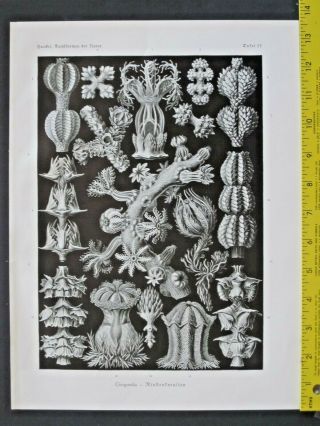Ernst Haeckel,  Corals,  Gorgonida,  Art Forms In Nature,  Ca.  1924