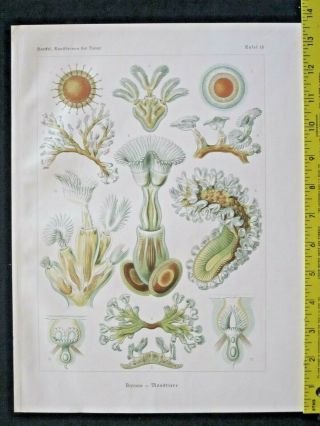 Ernst Haeckel,  Bryozoa,  Moostiere,  Art Forms In Nature,  Ca.  1924