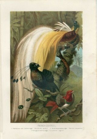 1890 A.  Brehm Tropical Exotic Paradise Birds Antique Chromolithograph Print