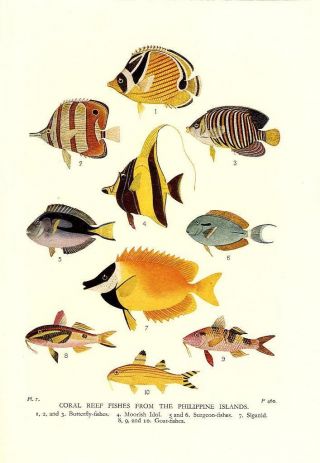 1931 Pycraft Standard Natural History Litho Coral Reef Fishes