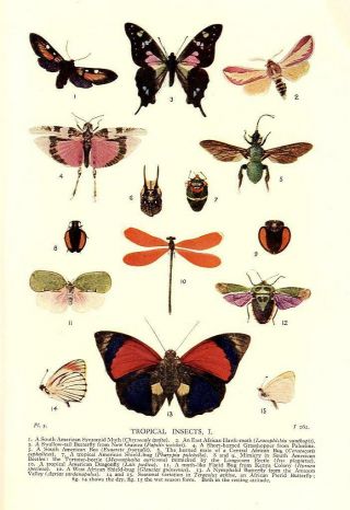 1931 Pycraft Standard Natural History Lithogr.  Bugs,  Beetle,  Moths,  Butterflies