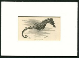 1887 Antique Print Of A Seahorse Sea Horse