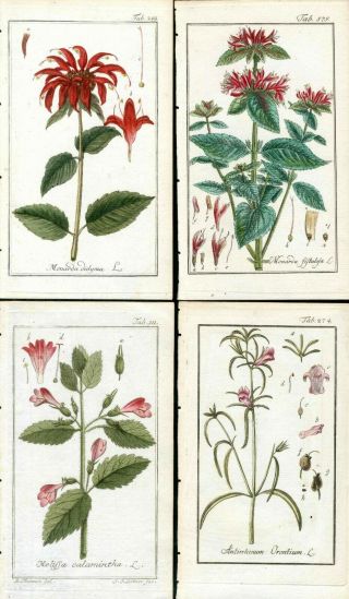 1781 Zorn Icones Plantarum Botanical Red Monarda,  Melissa,  Anthurium,  4 Prints