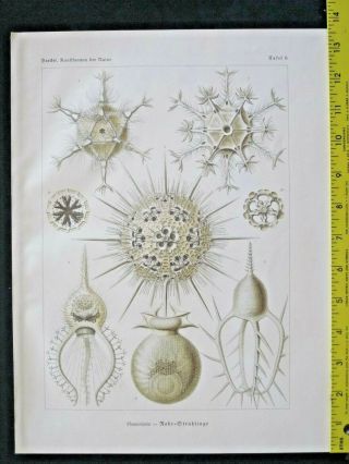 Ernst Haeckel,  Radiolaria,  Phaeodaria,  Art Forms In Nature,  Ca.  1924