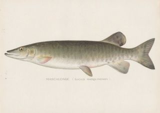 Antique Fish Print: Muskie,  Muskellunge Or Mascalonge By Denton 1902