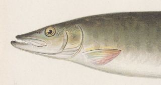 Antique Fish Print: Muskie,  Muskellunge or Mascalonge by Denton 1902 2