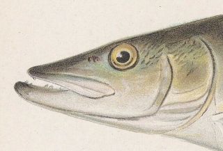 Antique Fish Print: Muskie,  Muskellunge or Mascalonge by Denton 1902 3