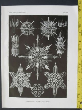Ernst Haeckel,  Aconthopracta,  Wunder - Strahlinge,  Art Forms In Nature,  Ca.  1924