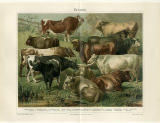 1895 Cattle Breeds Cows Bulls Antique Chromolithograph Print
