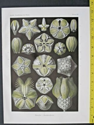 Ernst Haeckel,  Blastoidea,  Sea Buds,  Art Forms In Nature,  Ca.  1924