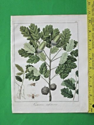 Hayne,  Getreue Darstellung,  Aleppo Oak,  Quercus Infectoria,  Handcol.  Engrav.  1833