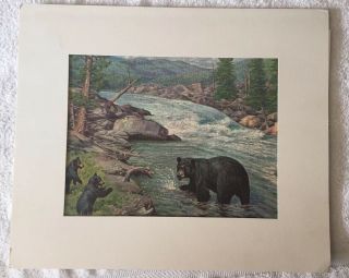 Black Bear & Cubs Fishing Vintage 1960’s Art Print By Michael Mathias Kiefer