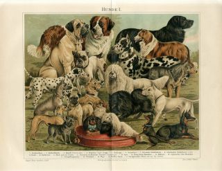 1895 Dogs Dog Breeds Antique Chromolithograph Print J.  Bungartz