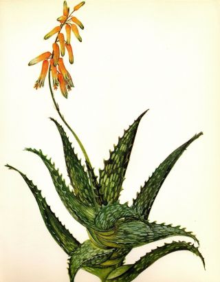 Vintage Cactus Botanical Print Antique Aloe Concinna Succulent Print 3094