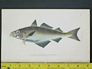 Pollack,  Gadus Pollachius,  Masterful,  Handc.  Fish,  Donovan 