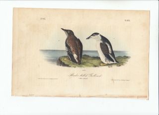 Rare Audubon 8vo Birds Of America 1st Ed Print 1840 Slender - Billed Guillemot 475