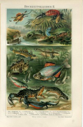 1895 Fish Water Lizard Newt Salamander Flying Dragon Chromolithograph Print