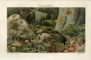 1895 Lichen Moss Fern Plants Antique Chromolithograph Print