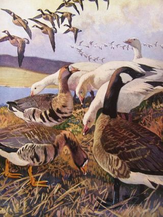 1917 Vintage Lynn Bogue Hunt Print,  White - Fronted,  Greater Snow,  Canadian Goose