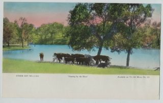 Vintage 1940s - 1950s Print " Grazing By The River " Hereford Cattle