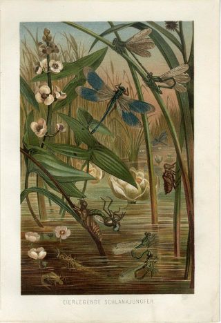 1890 Brehm Dragonfly Dragonflies Water Lily Flower Antiquechromolithograph Print