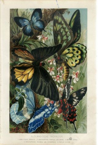 1890 Brehm Tropical Butterfly Birdwing Oakblue Hector Chromolithograph Print