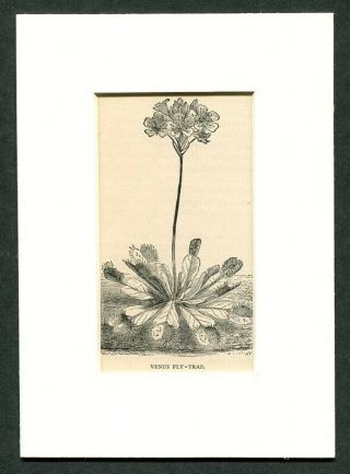 1887 Antique Print Of A Carnivorous Plant Venus Flytrap