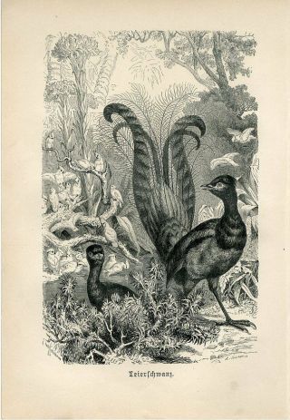 1887 A.  Brehm Lyrebird Australia Birds Antique Engraving Print