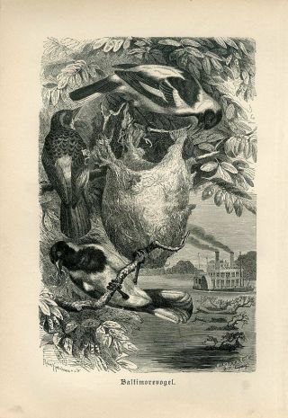 1887 A.  Brehm Baltimore Oriole Birds Antique Engraving Print