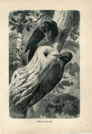1887 A.  Brehm Black Woodpecker Birds Antique Engraving Print