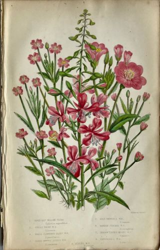 Botanical Print Antique,  Pratt,  Flowering Plants Of Gb,  Willow Herb,  C1866